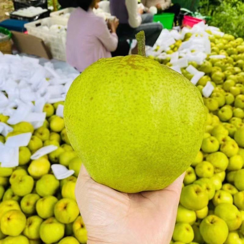 云南省宾川古树蜂糖梨高原品天然源自然味！
