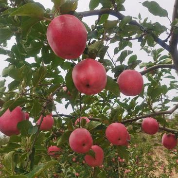 水红秦冠苹果苗，又叫静宁一号，果个大，果面红，耐储存