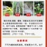 莴笋专用肥料肥料贡菜莴苣红笋冲施肥增粗冲施肥