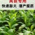 莴笋专用肥料肥料贡菜莴苣红笋冲施肥增粗冲施肥