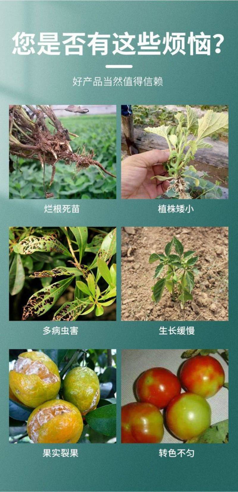 海法艾丽丰高钾水溶肥料冲施肥膨果增产提高产量抗逆增甜着色