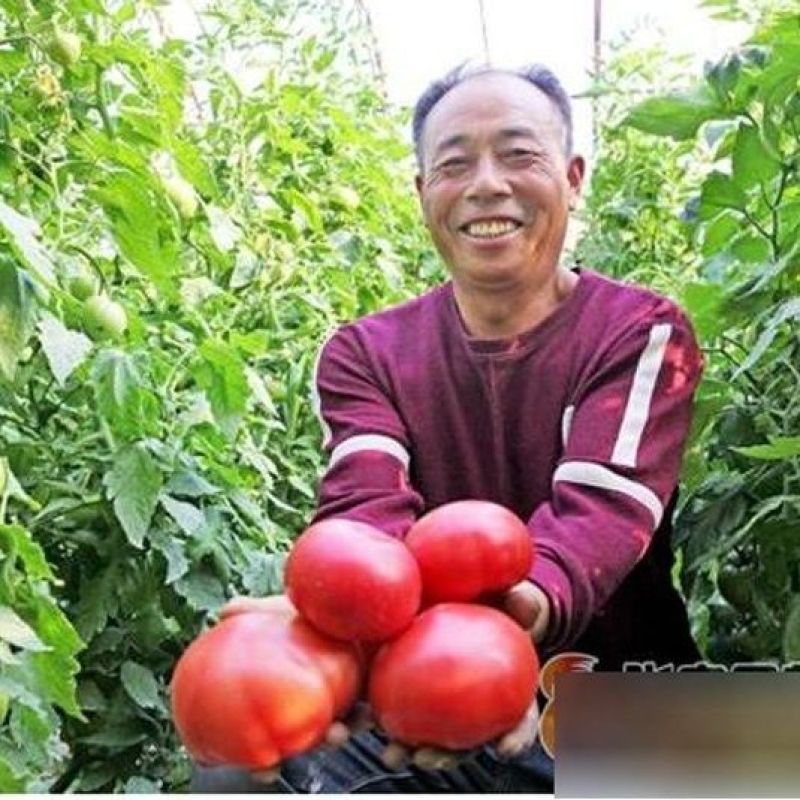 高钙钾宝水溶肥料膨果防裂增甜上色蔬菜瓜果果树番茄草莓西瓜