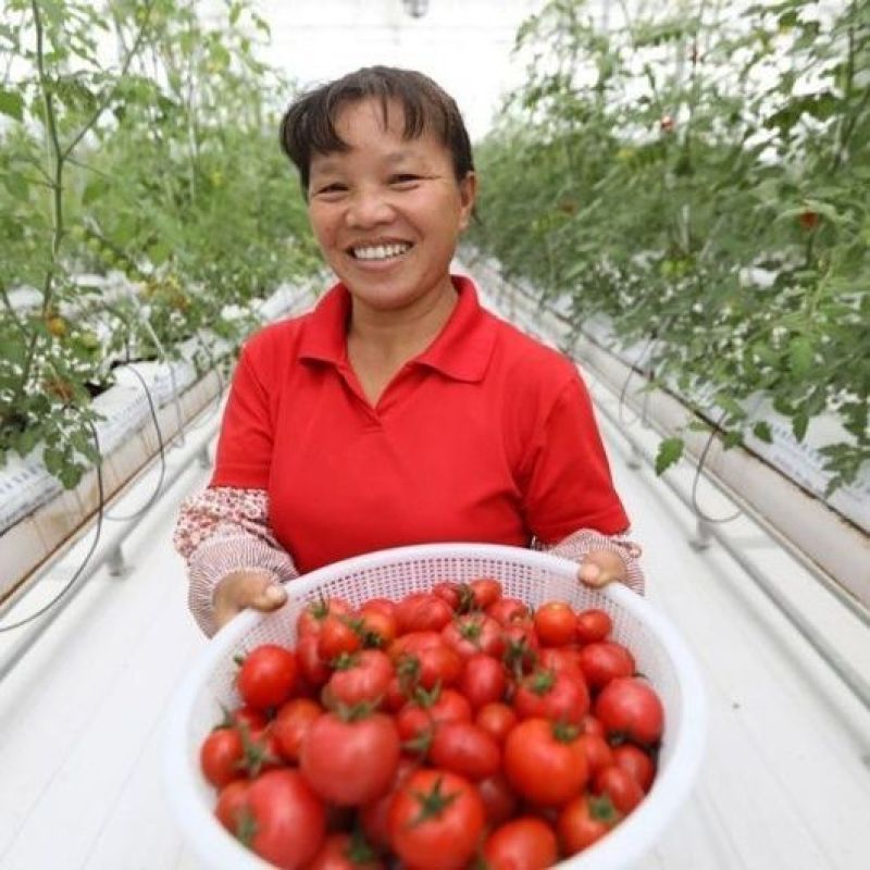 高钙钾宝水溶肥料膨果防裂增甜上色蔬菜瓜果果树番茄草莓西瓜