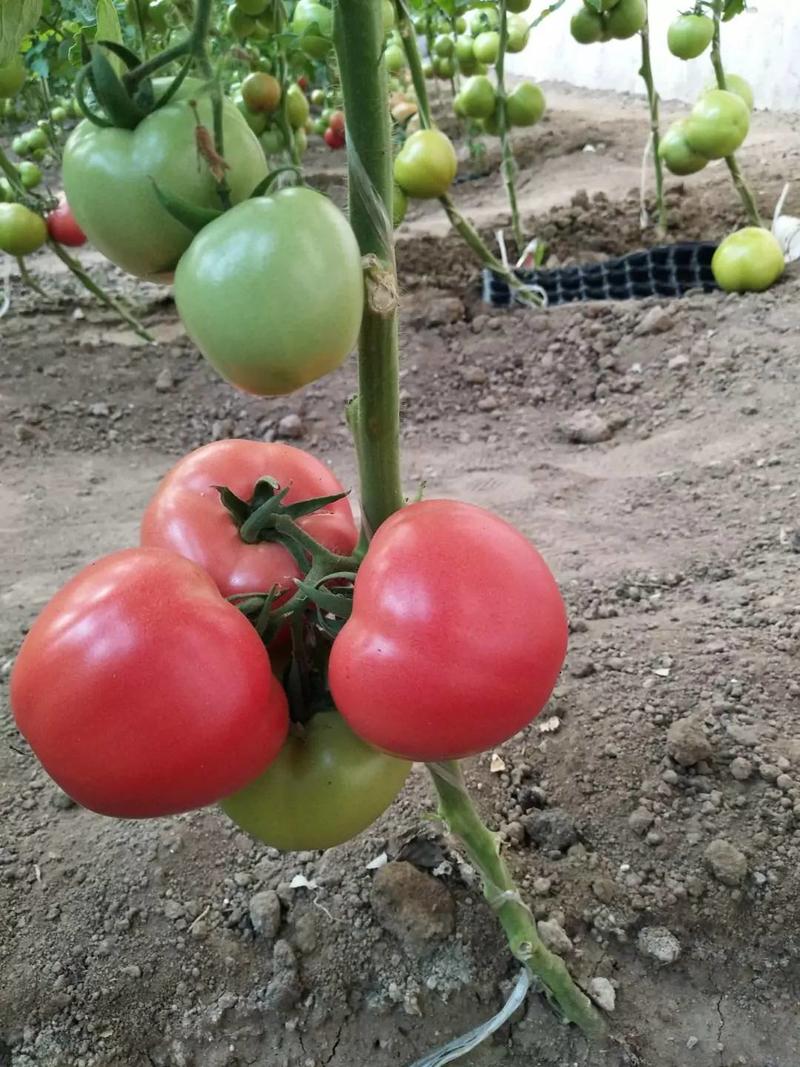 【精选】山东临沂硬粉西红柿-产地直发-量大从优-价格优惠验货