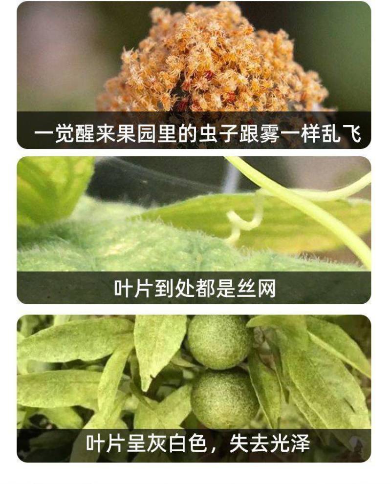 索红25%三唑锡200g红蜘蛛杀螨剂含量高红白蜘蛛通杀柑