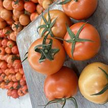 云南竹园西红柿，大红硬果，大棚西红柿，果型好，耐运输