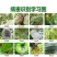 春雷50霉素王铜蔬菜农药溃疡病柑橘角斑病果树细菌杀菌剂正