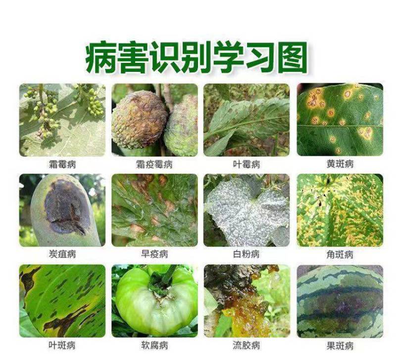 春雷50霉素王铜蔬菜农药溃疡病柑橘角斑病果树细菌杀菌剂正