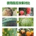 春雷50霉素王铜蔬菜农药溃疡病柑橘角斑病果树细菌杀菌剂正