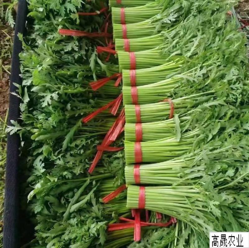 寿光精品茼蒿，大量现货，常年有货抽湿机打冷，自有代找车。