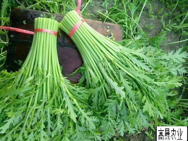 寿光精品茼蒿，大量现货，常年有货抽湿机打冷，自有代找车。