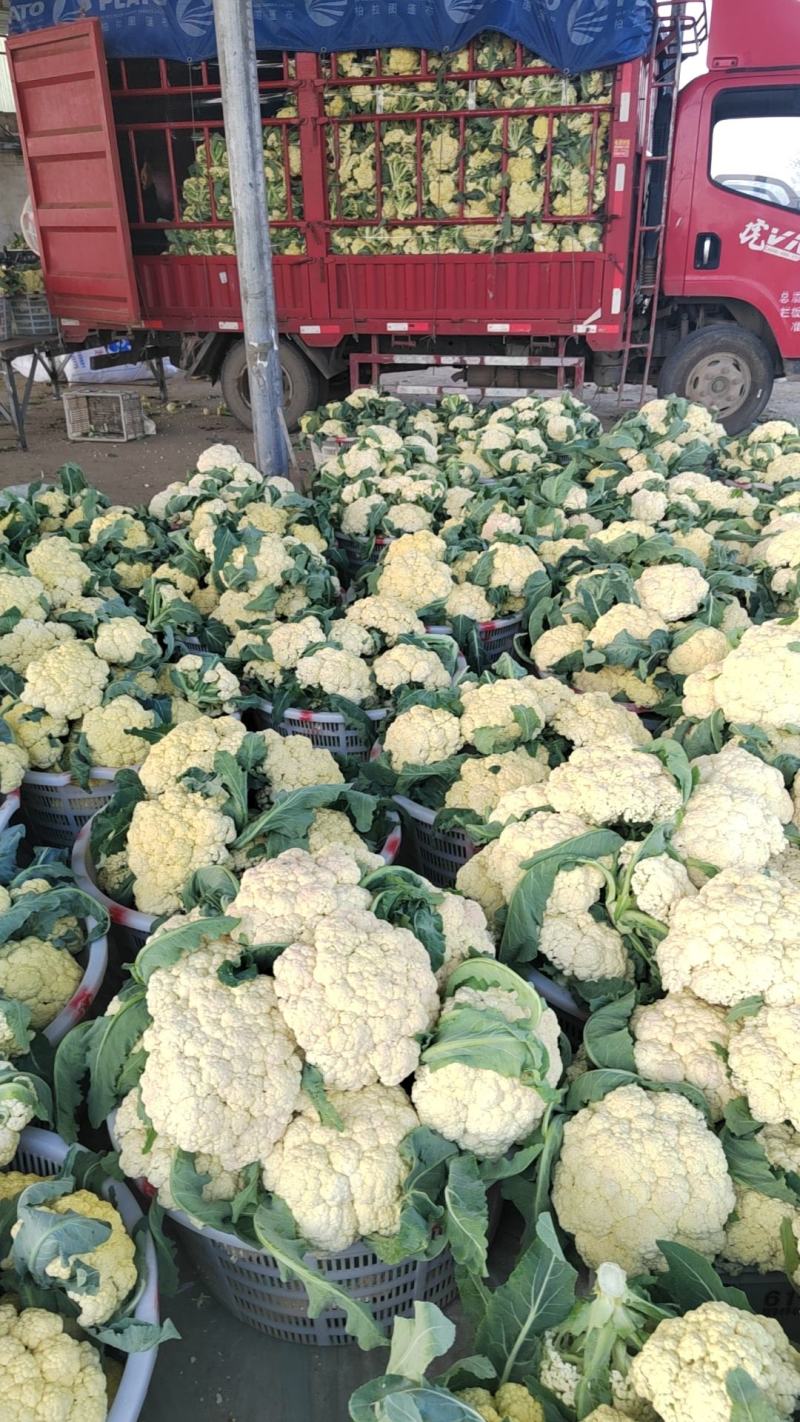 万亩青梗白面小米粒有机花质量好一手货源按需打包