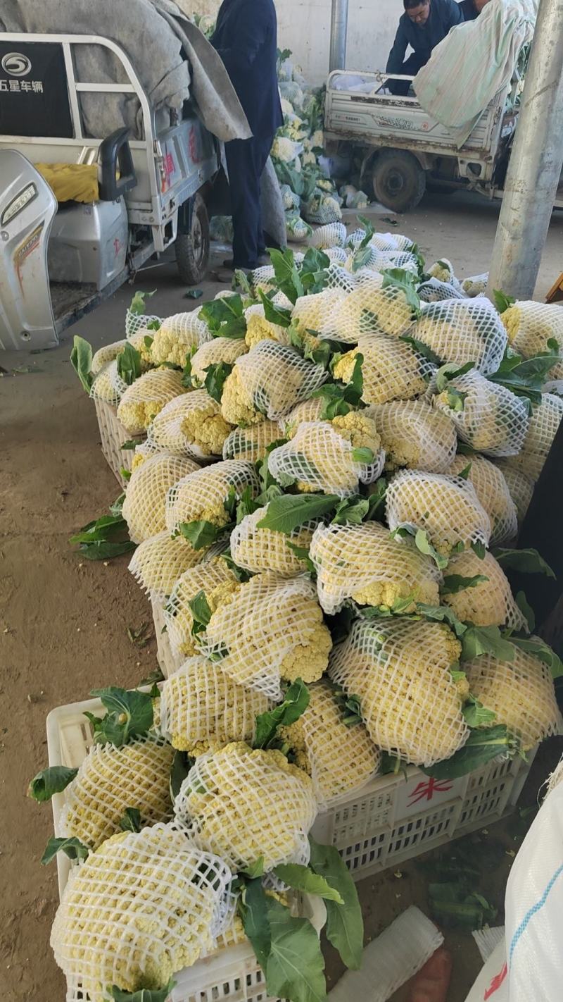 万亩青梗白面小米粒有机花质量好一手货源按需打包
