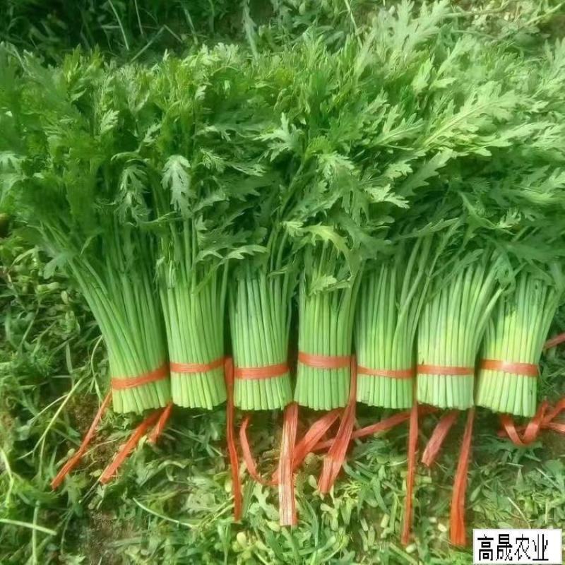 寿光精品茼蒿，大量现货，常年有货抽湿机打冷，自有代找车。