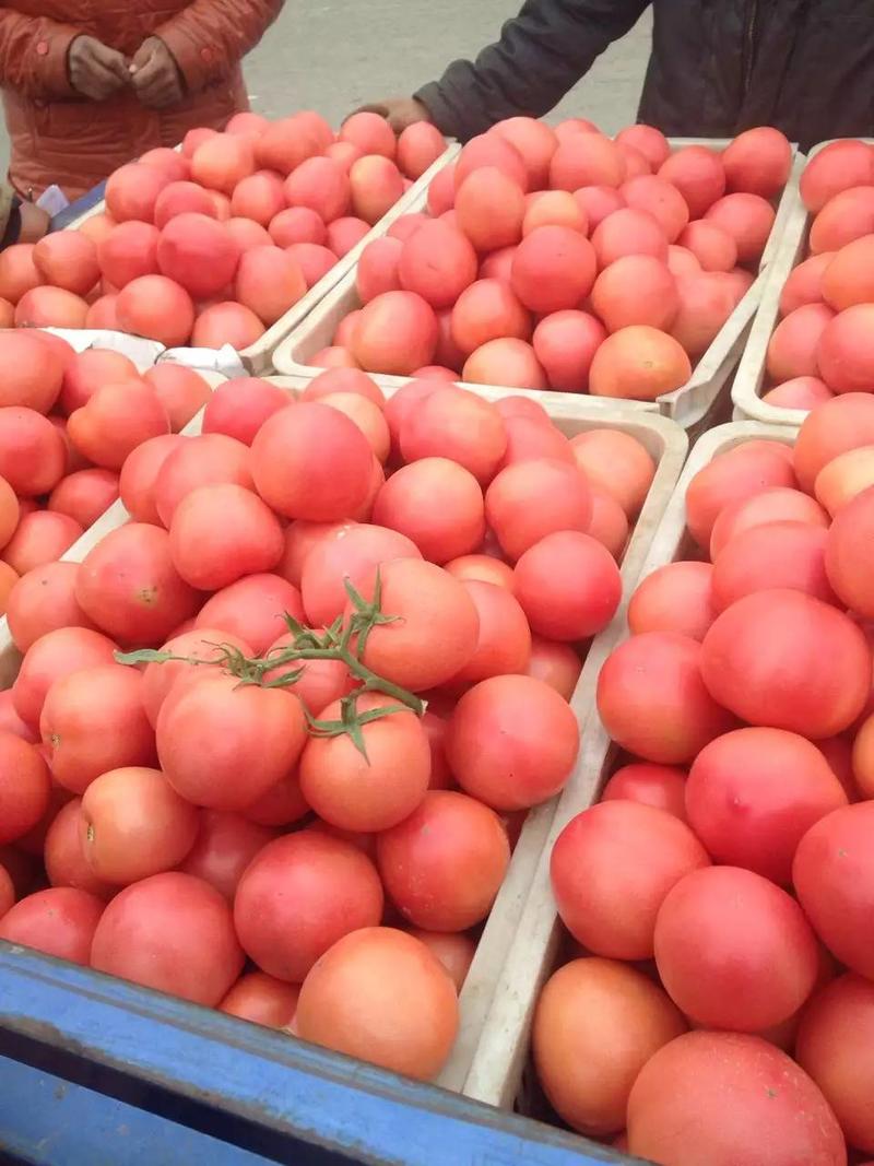 硬粉西红柿-产地直发-量大从优-可验货看视频看货