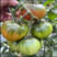 草莓番茄种子绿肩绿腚西红柿种籽草莓西红柿种子大草莓西红柿