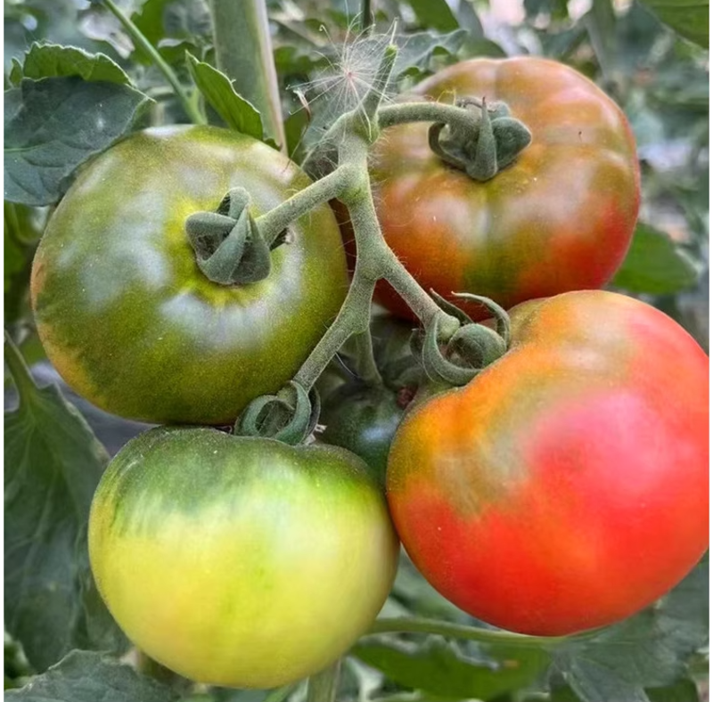草莓番茄种子绿肩绿腚西红柿种籽草莓西红柿种子大草莓西红柿