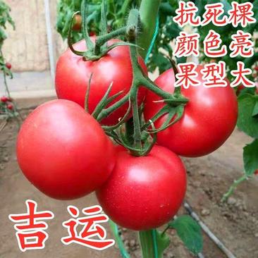 【包邮】粉果西红柿种子大果硬粉硬度好长势强耐储存品质保