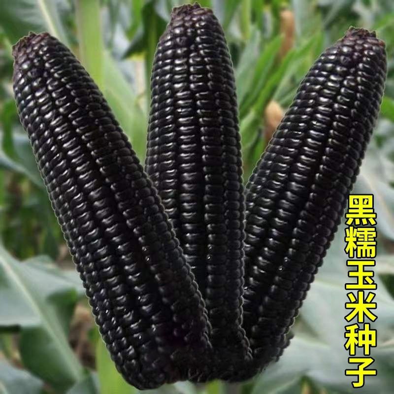 新鲜黑甜糯国审黑糯玉米种子包谷香甜非转基因糯玉米种籽高产