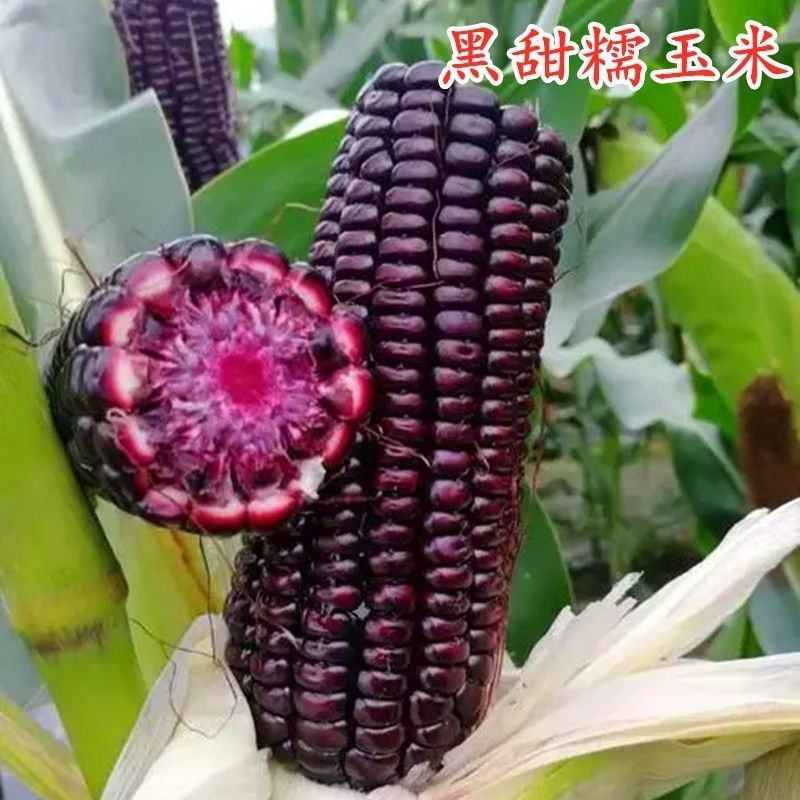 新鲜黑甜糯国审黑糯玉米种子包谷香甜非转基因糯玉米种籽高产