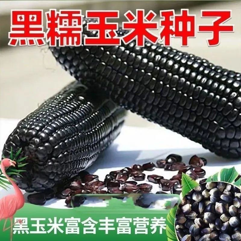 新鲜黑甜糯国审黑糯玉米种子包谷香甜非转基因糯玉米种籽高产