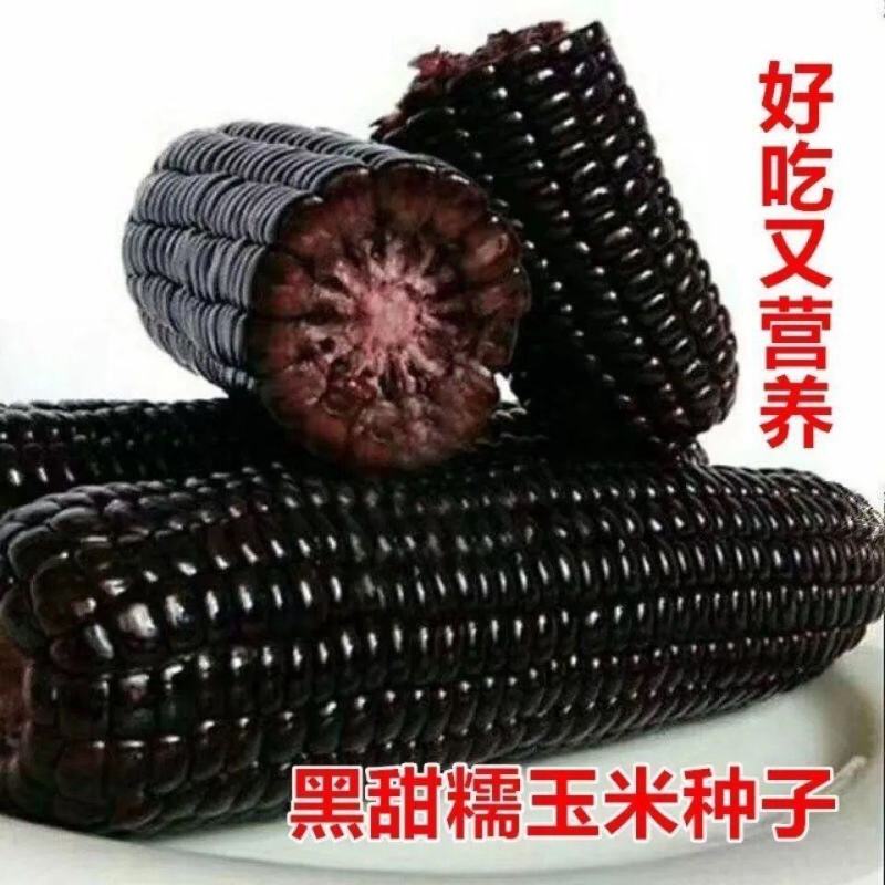 新鲜黑甜糯国审黑糯玉米种子包谷香甜非转基因糯玉米种籽高产