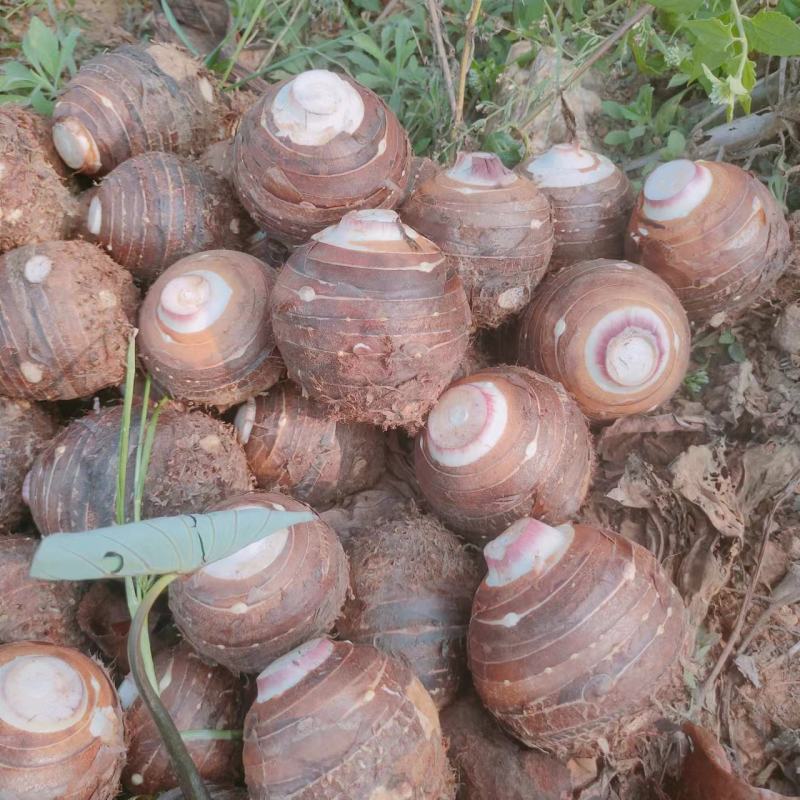 云南红河坡地大香芋