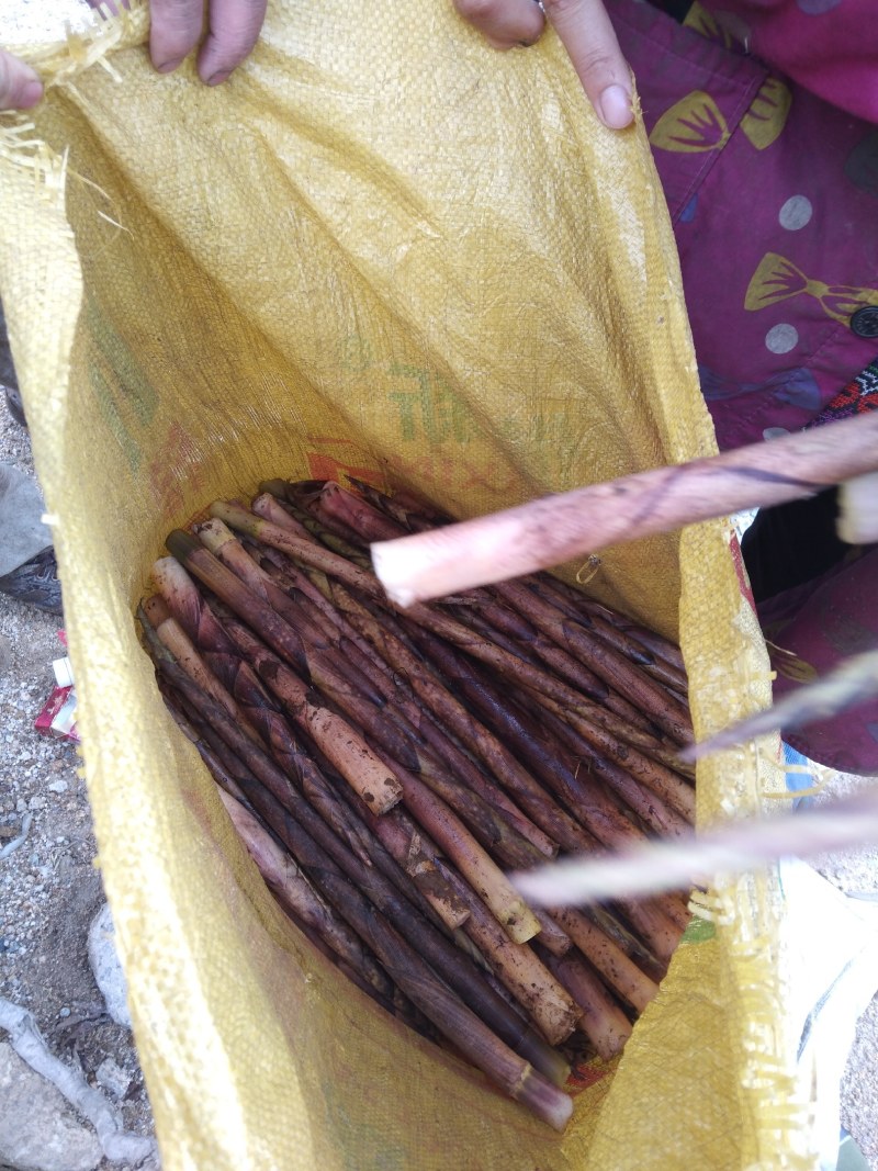 有九月笋供应