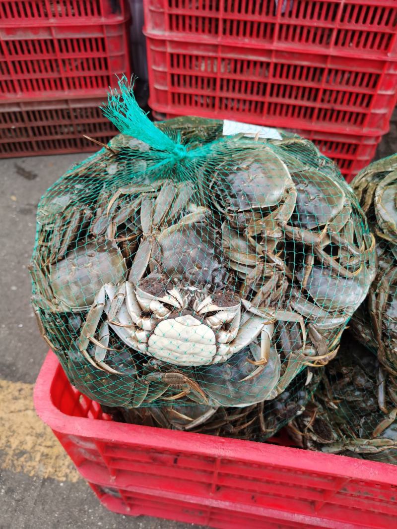 大闸蟹河蟹螃蟹清水蟹一手货源基地直发全国包邮