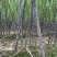 自家甘蔗50亩