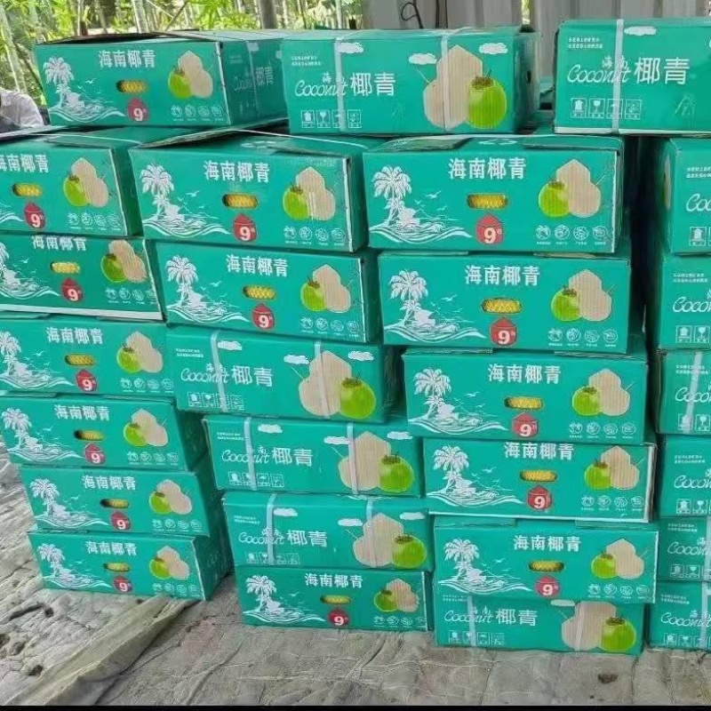 海南精品青椰：皇金椰：皮薄肉厚多汁：口感香甜：大量上市；