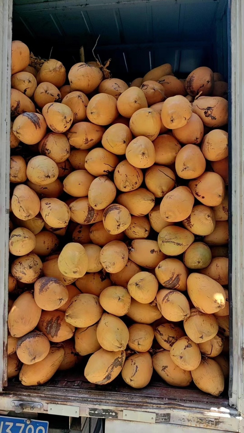 海南精品青椰：皇金椰：皮薄肉厚多汁：口感香甜：大量上市；