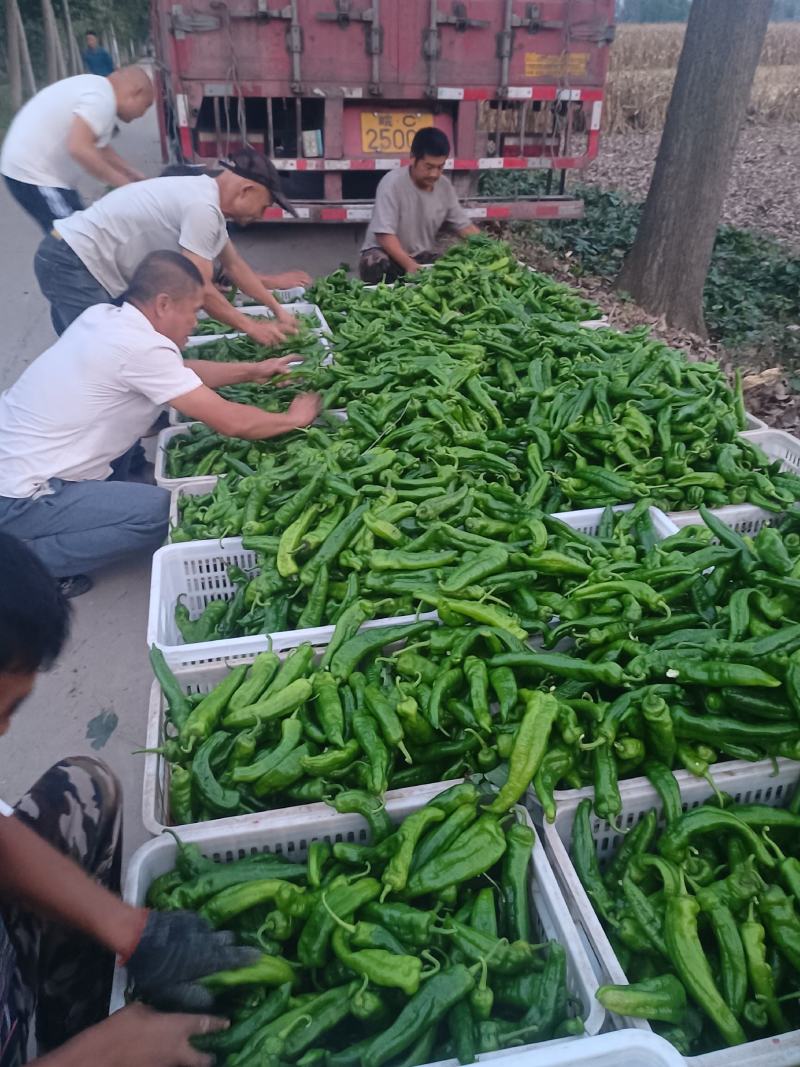 河南沈丘县农户代收，薄皮辣椒301大量有货欢迎电联采购