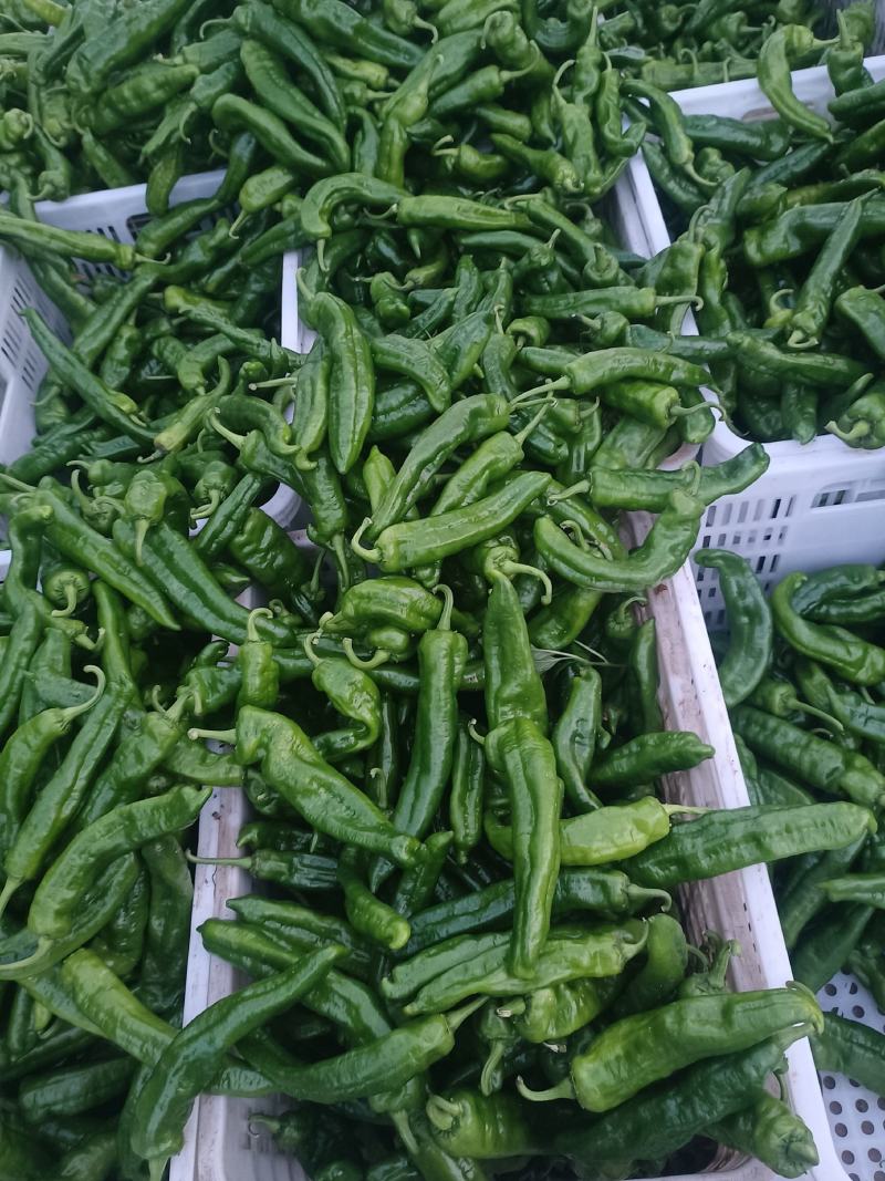 河南沈丘县农户代收，薄皮辣椒301大量有货欢迎电联采购