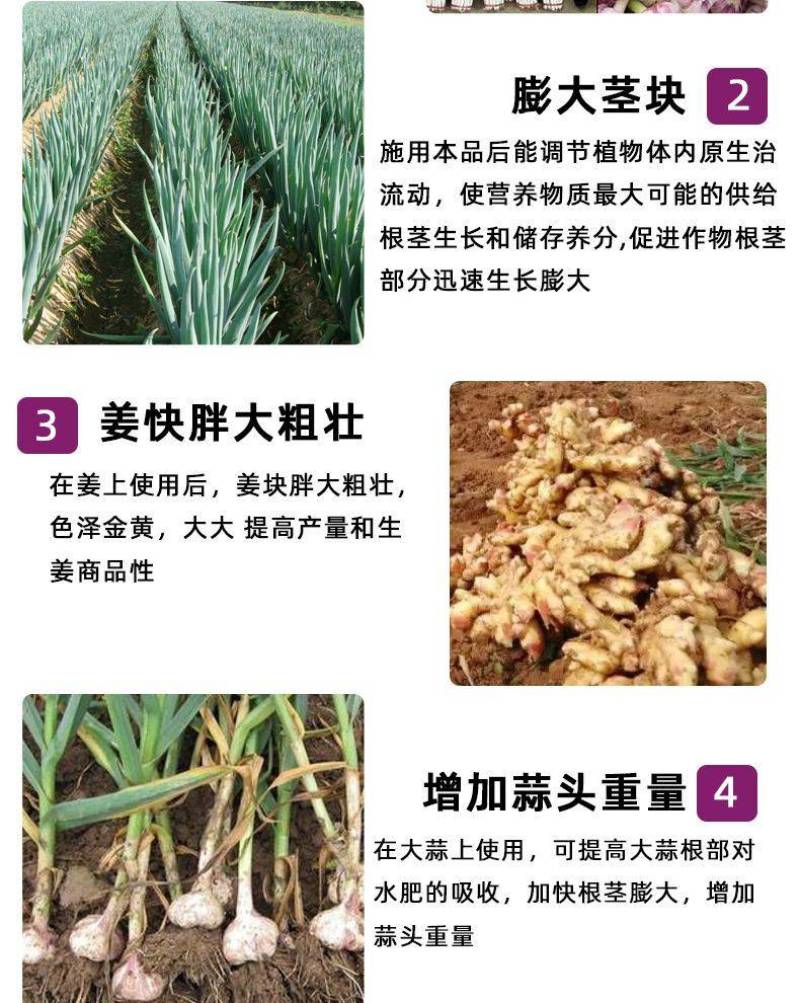 大姜大蒜生姜肥料芋头土豆有机肥料冲施抗病腐生根壮苗膨大