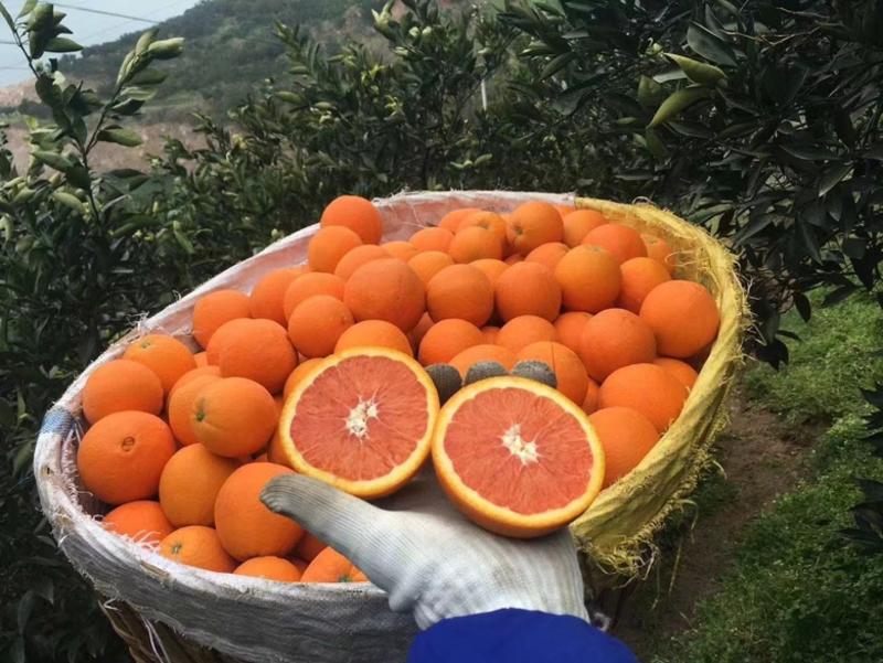 【橙子】湖北秭归脐橙上市现摘现发应季水果货源充足