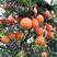【橙子】湖北秭归脐橙上市现摘现发应季水果货源充足