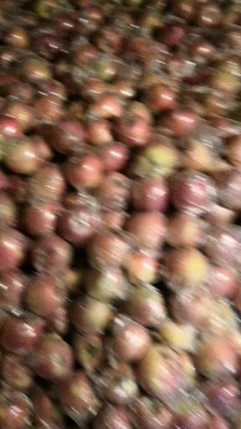 陕西礼泉膜袋红富士苹果大量供应中，个头大，颜色好，要的联
