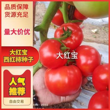 菜果硬果大红番茄种子柿子种子高秧型包邮到家