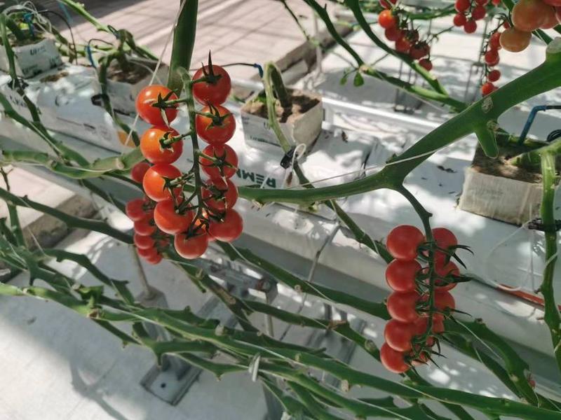 串收樱桃番茄，产地直发一手货源，发货量8000斤起