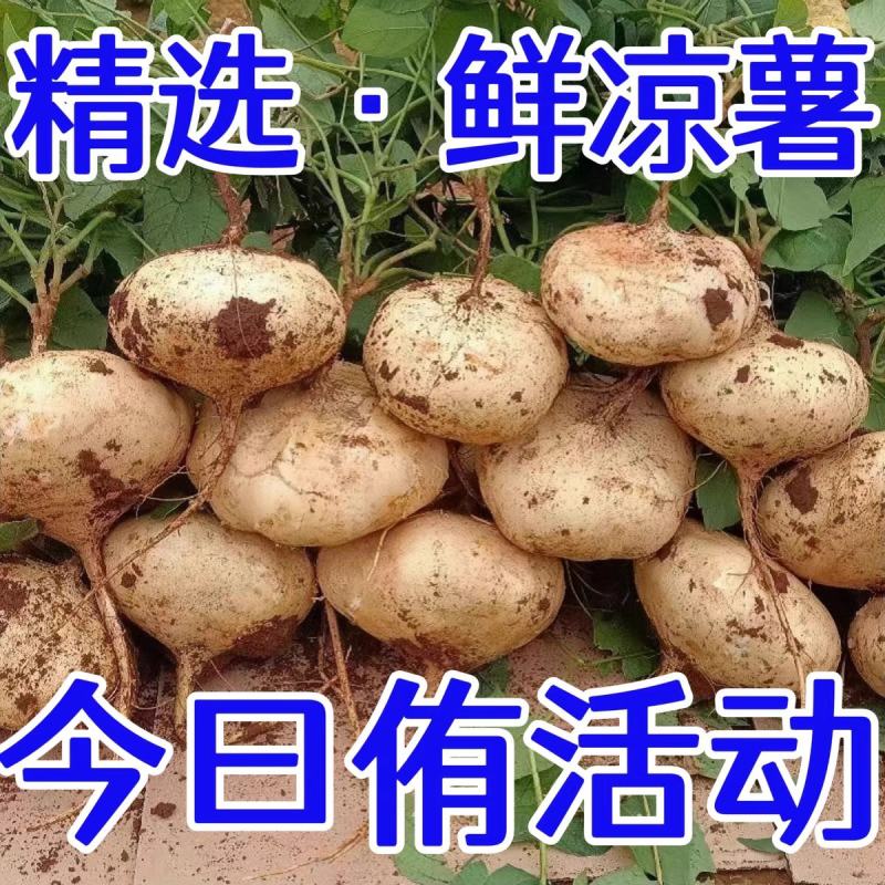凉薯地瓜豆薯产地一手货源，保质保量量大从优欢迎订购