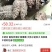 曼陀罗果籽