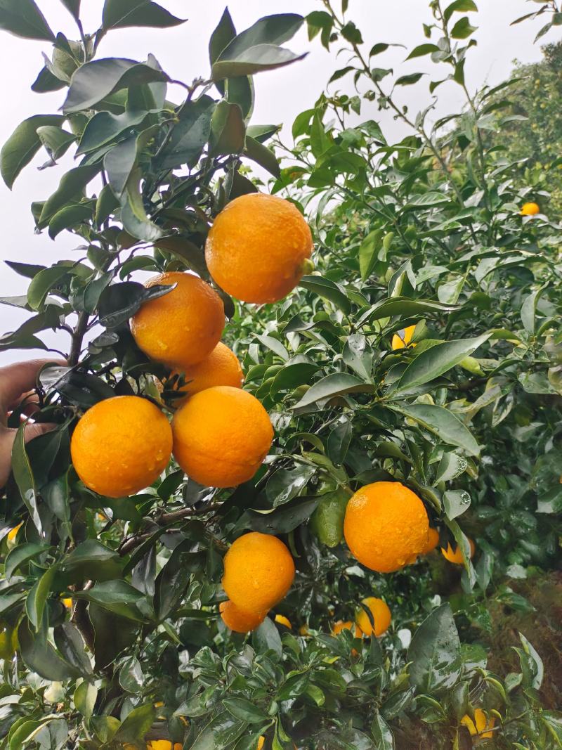 爱媛果冻橙，批发爱媛橙38，电商市场商超优先发货货源充足
