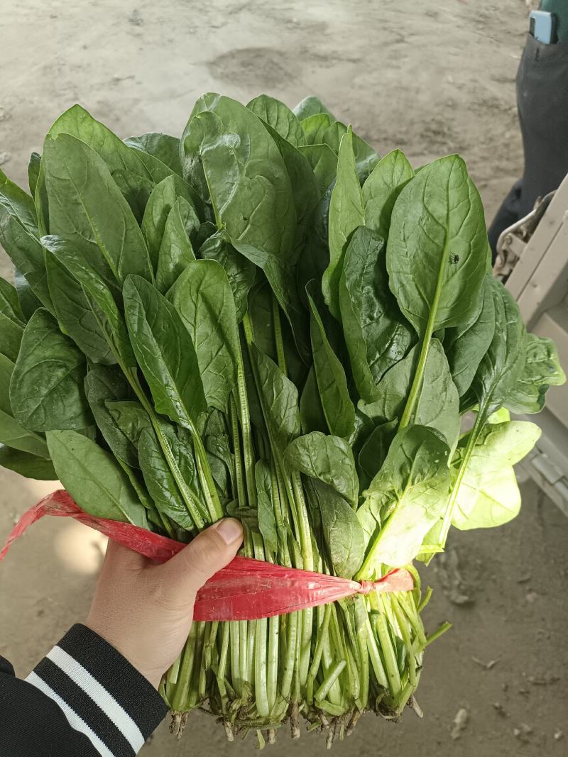 越冬菠菜25~30厘米