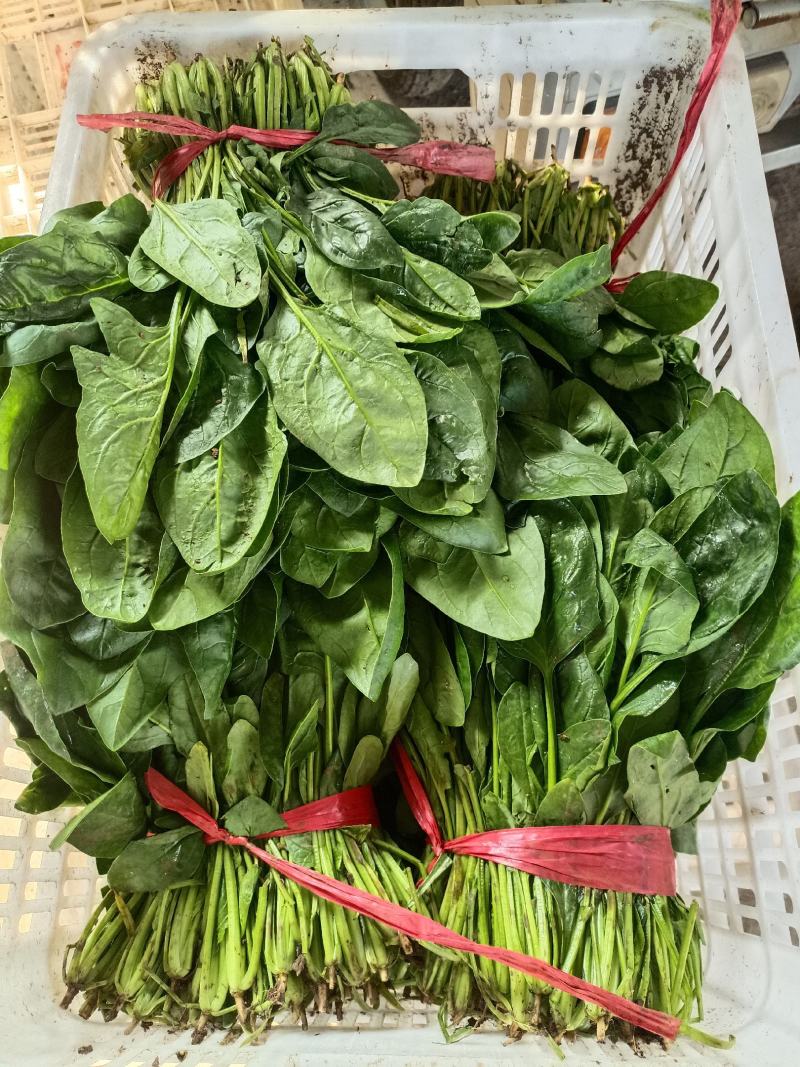 越冬菠菜25~30厘米