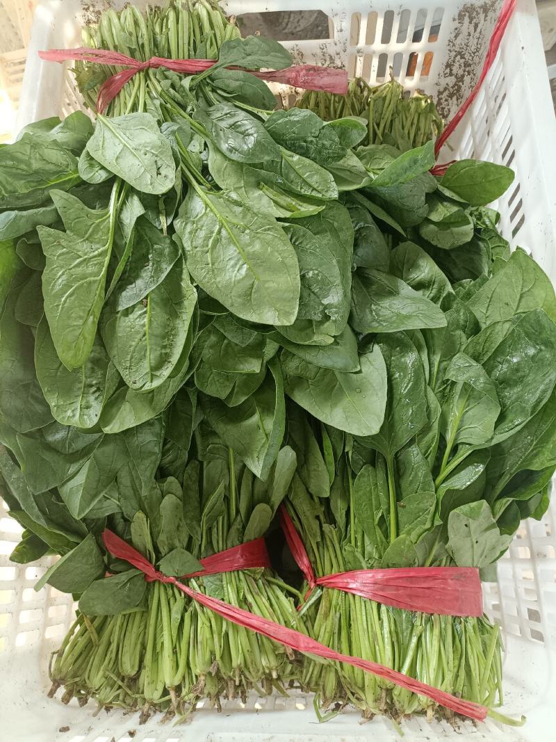 越冬菠菜25~30厘米
