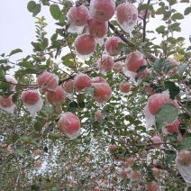 山西运城纸加膜冰糖心苹果，口感脆甜，颜色漂亮，口味**