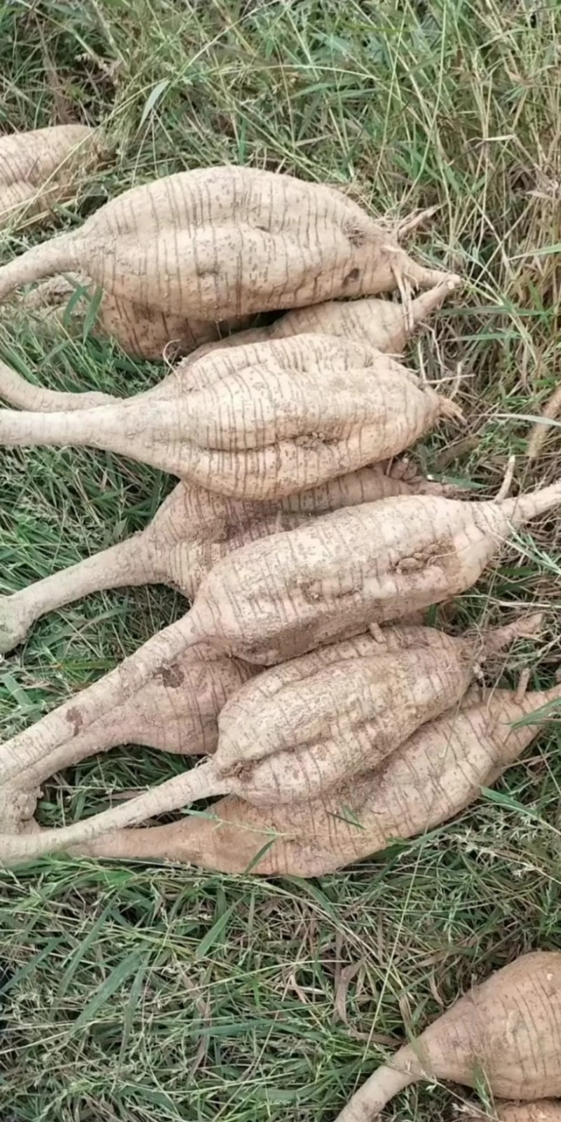 无渣粉葛，葛根种苗，高产粉葛苗，免费提供技术指导，包回收