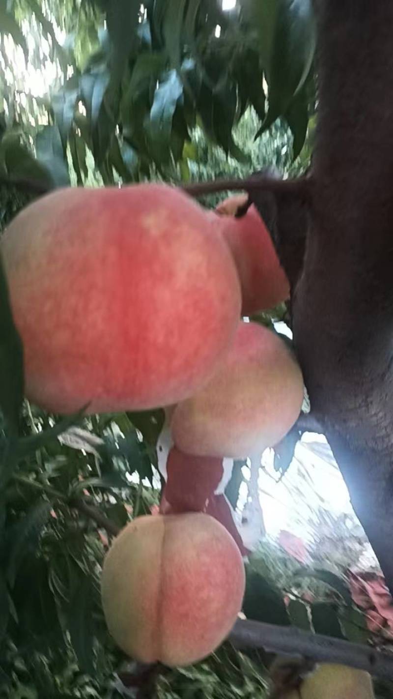 寒露密桃