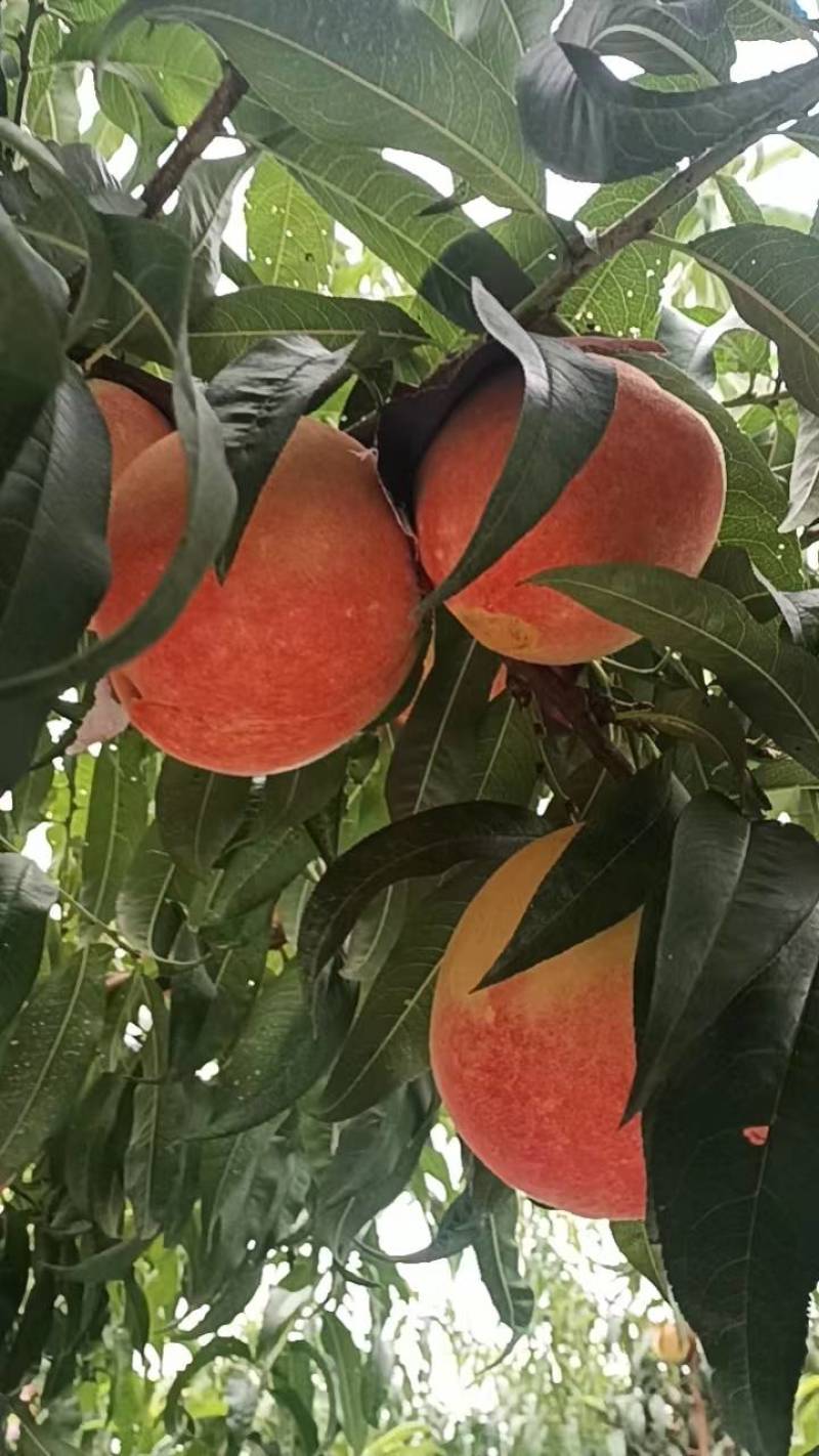 寒露密桃